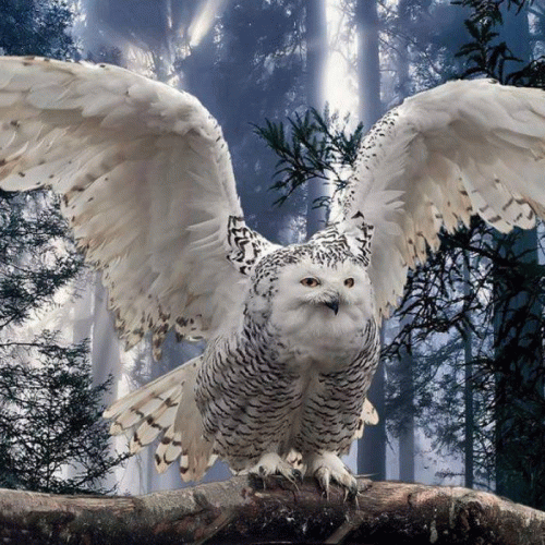 Kliodna : Set Me Free (Single)